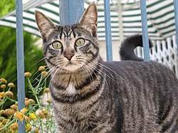 Tabby cat: breed profile, characteristics and care