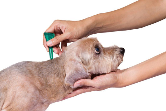 Treatment of ticks and fleas in pets