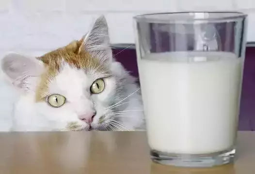 What is better to bring the cat to drink milk or water?