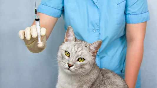 What are the necessary vaccinations for dogs and cats and what side effects may occur?