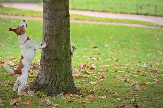 Why do dogs chase cats?