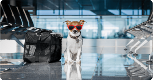 How to plan a vacation with a pet?