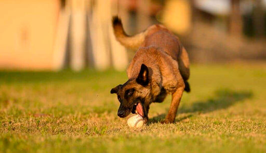 Can pets be trained to do basic household chores like carrying things?