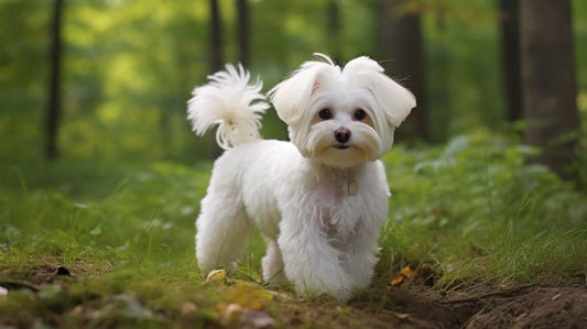 Maltese dogs the complete guide