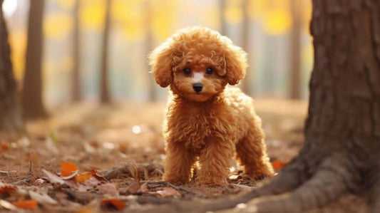 Toy poodle - the complete guide Everything you need to know about the Toy Poodle dog breed