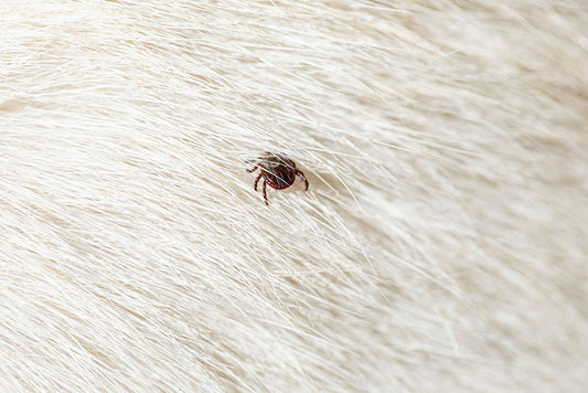 How to treat fleas in a dog?