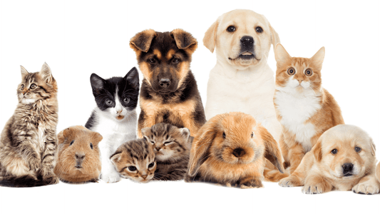 What are the most purchased products for pets?