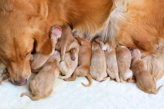 How many puppies should I expect when my pet is about to litter