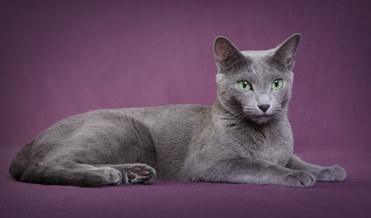 Russian Blue Cat: The Complete Guide!