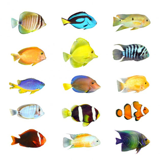 Types of fish that should be grown in a small aquarium