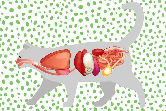 What are the common symptoms of gastroenteritis in dogs and cats?