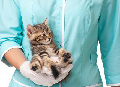 Common diseases in cats