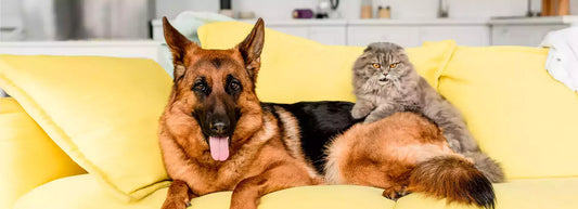 What is the best way to introduce a new pet to existing pets at home?