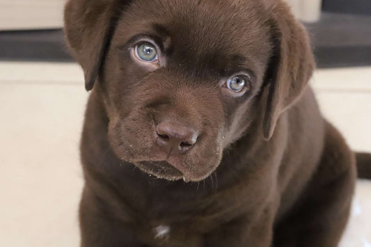 Labrador Retriever Golden Retriever