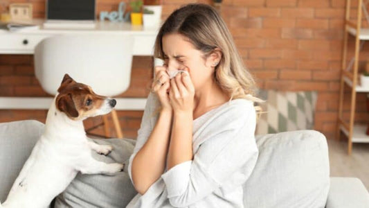 How to deal with pet allergies of family members?