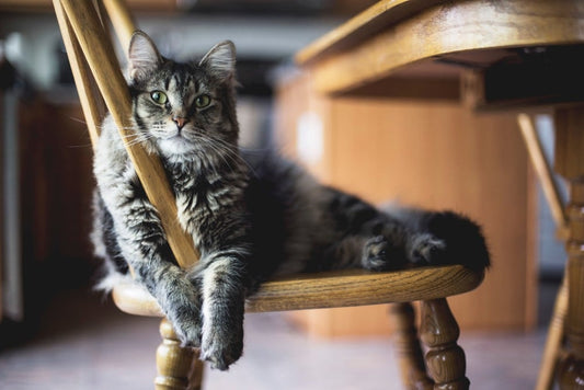 How can I help my cat feel less lonely when I'm away?