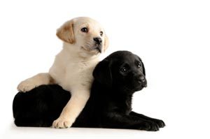 Labrador dog the perfect dog the complete guide