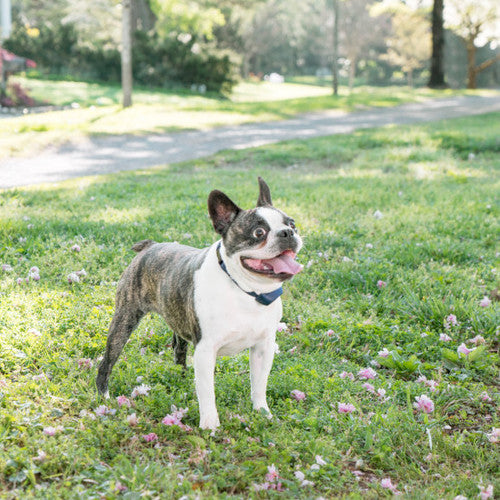 Anti-barking collar