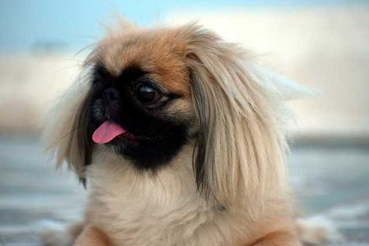 Pekingese: The Complete Guide