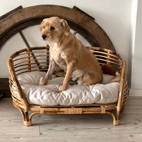 How to choose a dog bed?