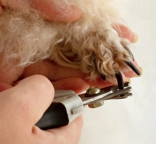 Trimming pet nails