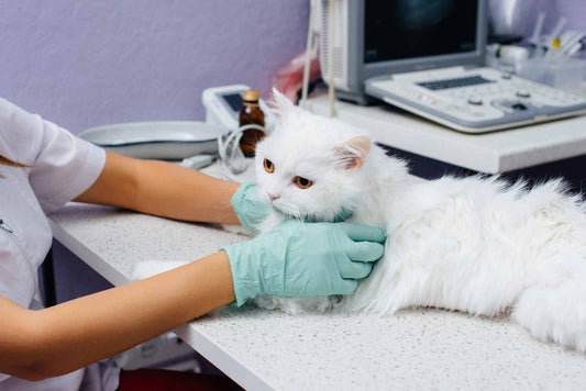 Medical anesthesia for pets