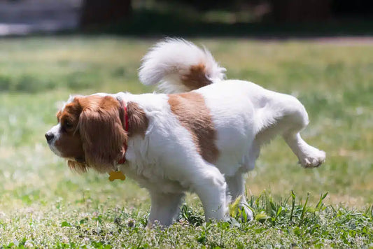 Is your dog peeing with his leg down? Here's what you need to know