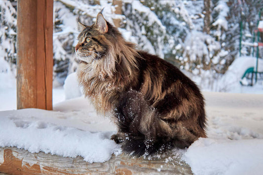 6 reasons why owning a Siberian cat is a great decision