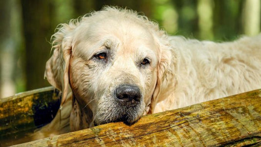 How to care for an older dog?