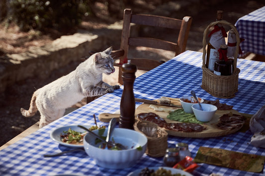 What is forbidden and what is allowed to give the cat to eat?