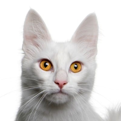 Why Turkish Angora cats are the perfect addition to your family