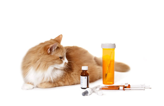 How can I give a dog or cat a pill to swallow that the vet brought me?