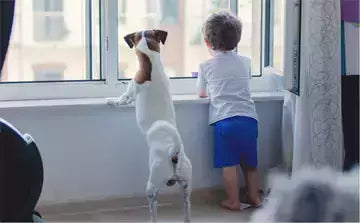 A dog growls at the baby