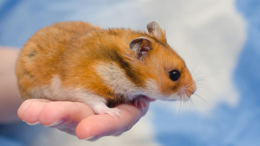 How to raise a hamster?