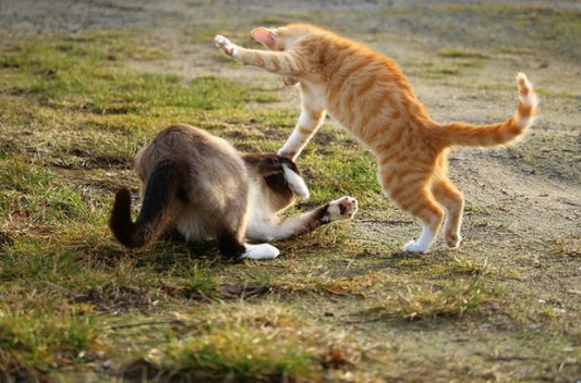 Why do cats always fight?