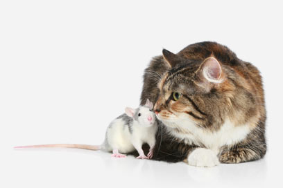 Can a cat and a mouse live together?