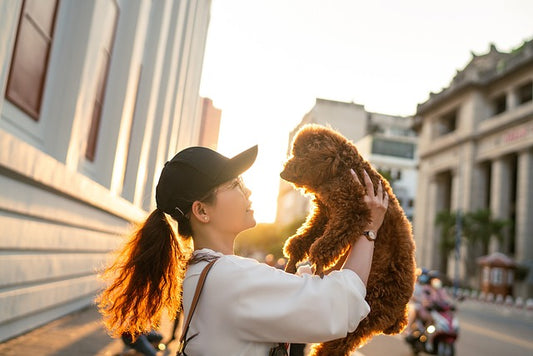 How to get a pet used to travel?  What tips can help make travel more pleasant for pets?