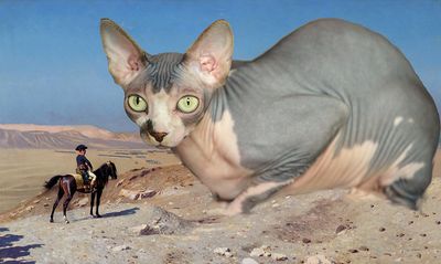 Egyptian cat