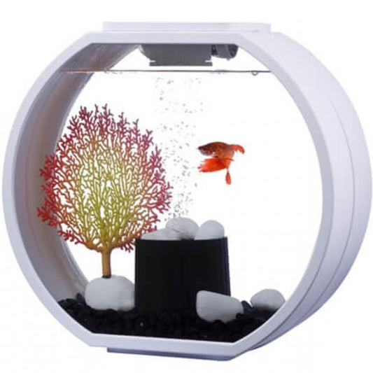 How to raise fish in an aquarium