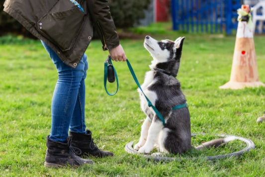 What are the best methods for training a dog or cat?