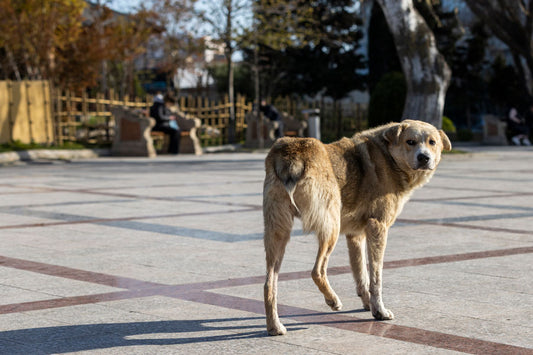 What are the common myths about street animals, and are they true?