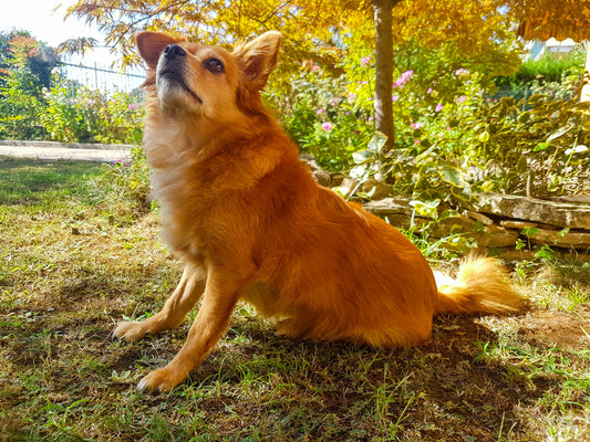 Do animals feel before a natural phenomenon is approaching?