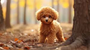 Poodle the complete guide! Everything you need to know about a poodle dog.