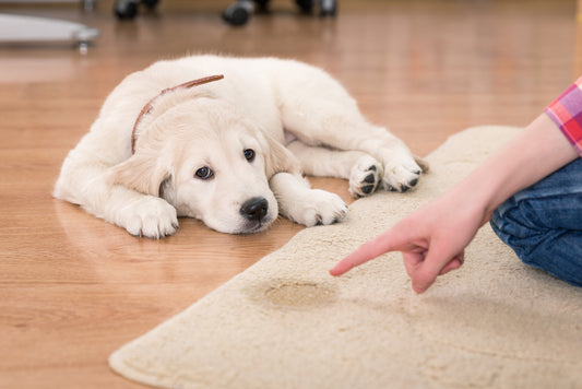 How to train the dog to defecate outside the house