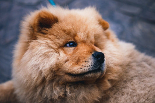 Chow Chow Dogs: The Complete Guide