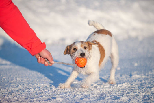 playing with dogs