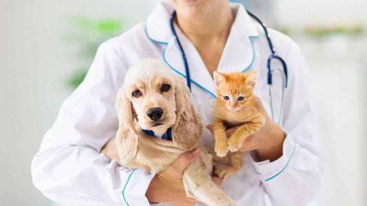 Sterilization of cats and dogs