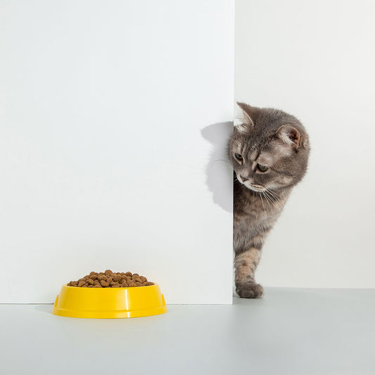 How long can a cat live without food?