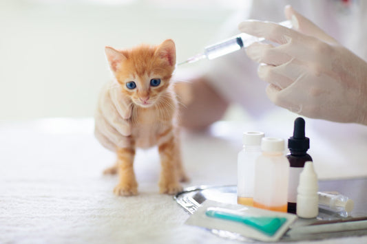 What vaccines are recommended for cats and how to make sure they receive them on time?