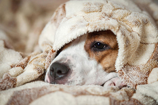 What are the signs that your dog is not feeling well?